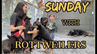 Unleashing the 2 Rottweilers On Fascinating Sunday With Family Vlog | Rottweiler Vlog | Namitaology