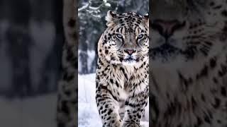 Snow leopard विलुप्त की कगार पर #facts #trending #animals #snowleopards 