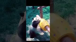 Funny Panda Compilation   #shorts #panda PandaTime