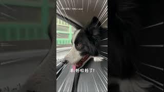 【快爆炸了QQ】狗狗尿急等太久 路邊解放整整1分鐘｜寵物｜狗狗｜玩水｜尿急｜逗趣