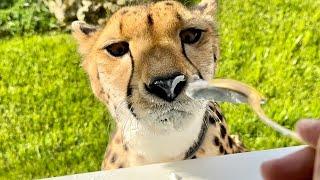 Самый смешной ракурс гепарда, который не умеет есть сметану. Видео для настроения!