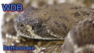 Wyatt, the Western Diamondback Rattlesnake