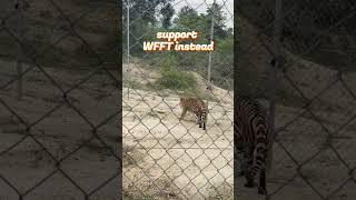 The Tragic Story Behind the WFFT Tiger Rescue