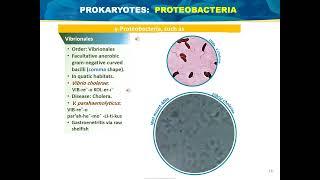 The Prokaryotes: Bacteria and Archaea (Basic Microbiology)