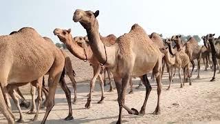 The most beautiful animals of Cholistan, Masha Allah