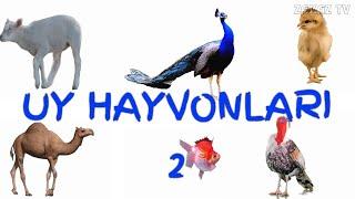 UY HAYVONLARI 2