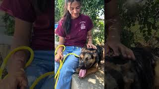 NEW A5697904 Popeye | German Shepherd Puppy