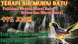 TERAPI AIR MURAI BATU || PULIHKAN MENTAL MURAI BATU STRESS DAN MACET BUNYI || TERAPI MABUNG