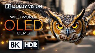 OLED 8K HDR 60fps with Dolby Vision – The Ultimate Wild Animals Collection