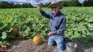 How A Pumpkin Grows on our farm