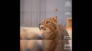 Funny anmals | funny videos | cat videos | funnyplox | Teddy Kittens | MashupZone | cats