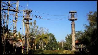 Gibbons above Asia at Animal Kingdom