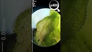 Moss in x1000 Magnification