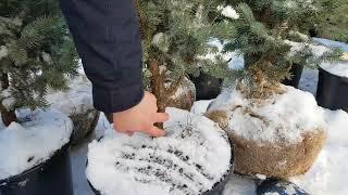 Ель голубая Изели Фастигиата