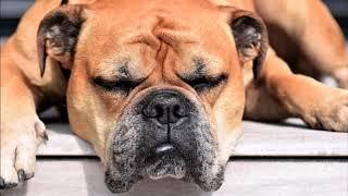 relaxing music for dogs