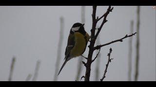 Titmice in Winter. Great Tit in Winter.