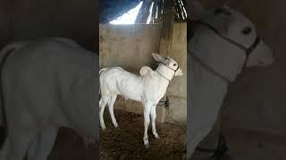 Very beautiful Nagori Calf||Nagori bail||नागोरी बैल|Live ox race today||Malwa tv||@Racing ox/Ox race