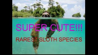 RAREST SLOTH EVER!!! Pygmy three-toed sloth