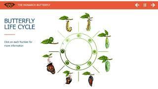 ELearning example - Click and reveal interaction on butterflies