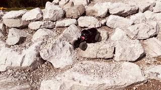Hard Lines / Redcat Fusion / Novi R/C Raceway Rock Crawler course