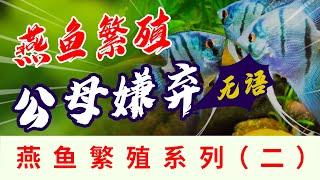 神仙燕鱼繁殖这么多坑，养个孩子这么难！养鱼繁殖的乐趣，Angelfish breeding，parents fish do not like each other