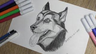 How to Drawing a siberian husky  |  Bertouchi-Art