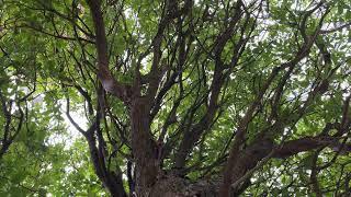 Strawberry tree - canopy - March 2025