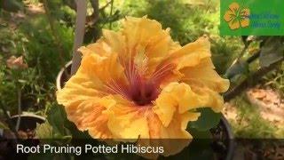 Southern California Hibiscus Society - Root Pruning