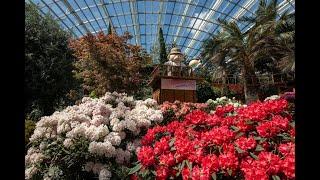 Rhododendron Radiance floral display 2019