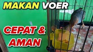 CARA CEPAT & AMAN MELATIH BURUNG PRENJAK MAKAN VOER