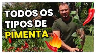 Conheça TODOS os TIPOS de PIMENTA