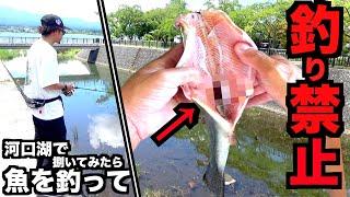 【釣禁案件】河口湖で魚を釣って捌いてみたら腹の中から絶対に出てきてはいけないものが出てきた・・・