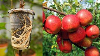 Apple tree propagation by air layering using Aloe Vera - easy method