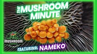 Nameko - The  Mushroom Network #mycology #mushrooms #fungi #mushroomfacts #nameko