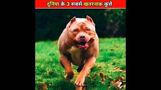 दुनिया के 3 सबसे खतरनाक कुत्ते ! 3 Most Dangerous Dogs in The World ! #shorts #ytshorts