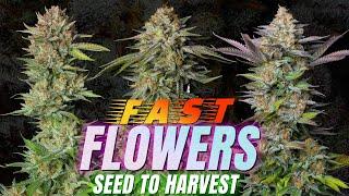 Fast Flowers Seed To Harvest. Faster Photos! Tropicana Cookies, GG4 Sherbet
