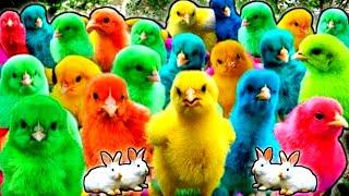 World Cute Chickens, Colorful Chickens, Rainbows Chickens, Cute Ducks, Cat, Rabbit, Cute Animals