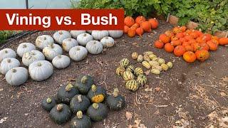 Vining vs Bush Squash