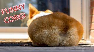 Funny and Cute Corgi Compilation | Best Funny Corgi Videos Part 2