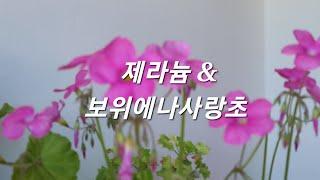 제라늄 & 보위에나사랑초 꽃이 피었어요