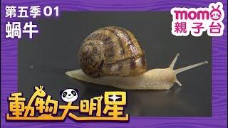 動物大明星 S5【蝸牛】第5季 第01集｜認識動物｜自然生態｜魚類｜爬蟲類｜昆蟲｜海洋生物｜哺乳類｜Animal big star｜兒童電視節目【親子台｜官方HD完整版】momokids