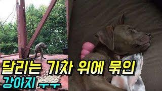 [감동]112km로 달리는 기차위에 묶인 강아지 - 감동바다