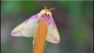 ADORABLE Rosy Maple Moths and their RARE Variations (Dryocampa rubicunda)