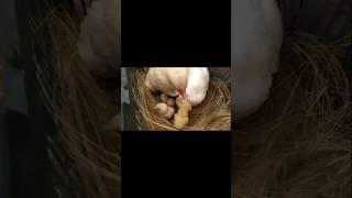 (part1) Hamari murgi Heer Ma sha Allah ️ mama ban gai  #birds #chicks #fighting #fighteraseel