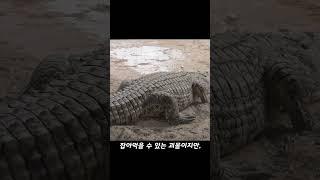 호랑이가 악어를 산 채로 잡아먹는 영상