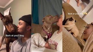 bark at your dog - tiktok compilation