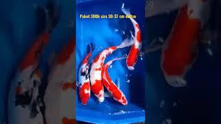 Koi Blitar langsung petani 0821 3939 9026