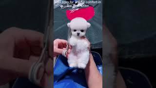 Top  Funny animals videos - Try Not To Laugh  - 78 #Shorts