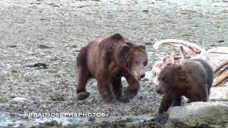 Female Grizzly Bear Spins Out of Death-grip- нести