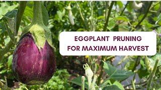 Pruning Eggplant for Maximum Yields         #eggplant #pruning